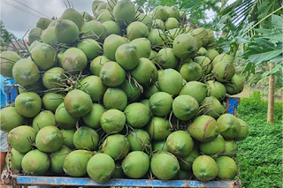 Tender Coconut Suppliers in Bangalore