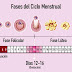 Fases del Ciclo Menstrual