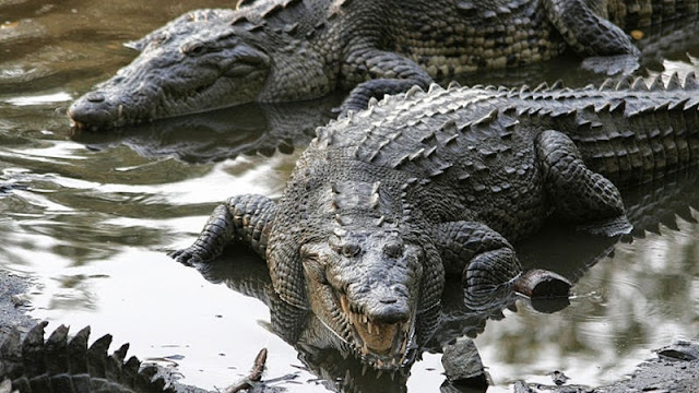 Buaya Serta Macam Jenisnya