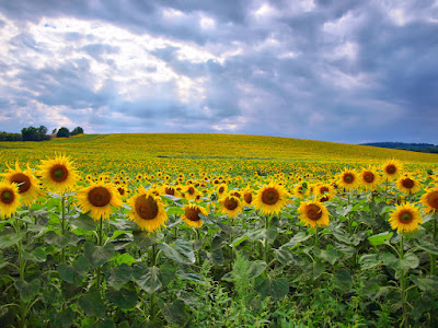 fotos de postales de girasoles