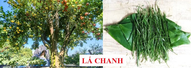 CÂY RAU LÀM THUỐC - LÁ CHANH - Citrus aurantifolia - Citrus limon