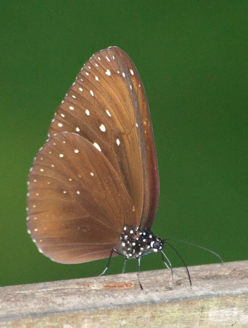 Malayan Crow (Euploea camaralzeman scudderi)