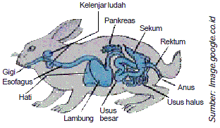 Science Study Struktur tubuh pada Kelinci 