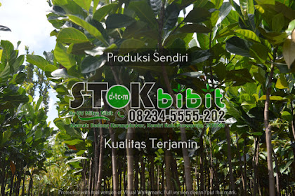 Rosmarin                                     tanaman rosemary di indonesia