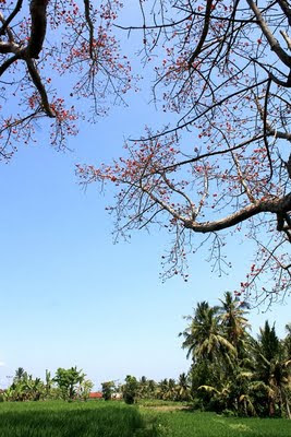 bali blossom