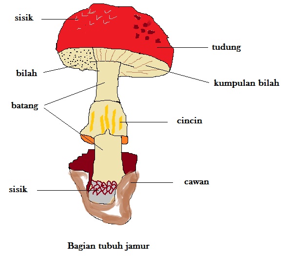 40+ Info Penting Jamur Merang Dan Bagiannya