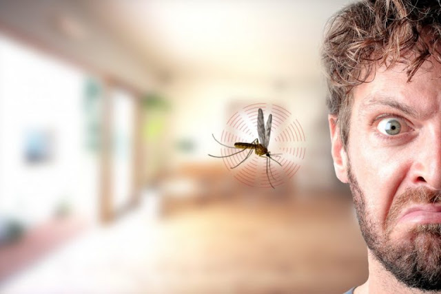 Inilah Sebab Kenapa Nyamuk Suka Bermain Dekat Telinga Kita, nyamuk anopheles,