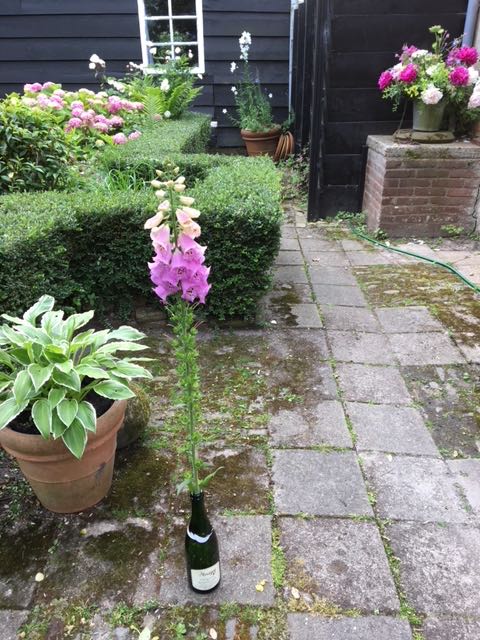 digitalis, foxgloves