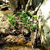 Mushrooms, Wild Azaleas and other wildflowers.