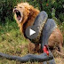 snake attack lion