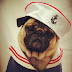 Happy Halloween : Great Pet Costumes of 2013