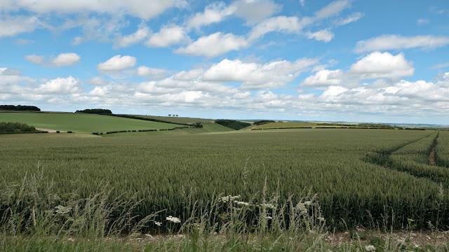 Agricultural landscape