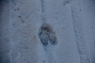 deer track in the snow