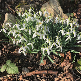 flowers in February