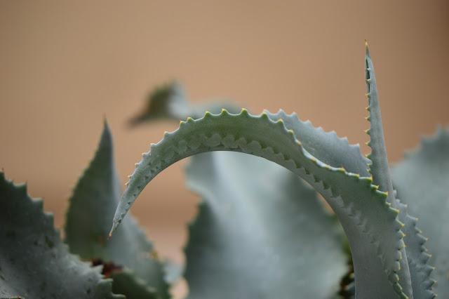 agave marmorata, desert garden, small sunny garden, photography, amy myers