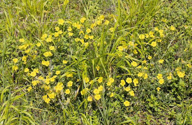 Common Rock-rose, Helianthemum nummularium.   Riddlesdown quarry, 9 June 2016.