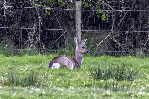 Roe deer