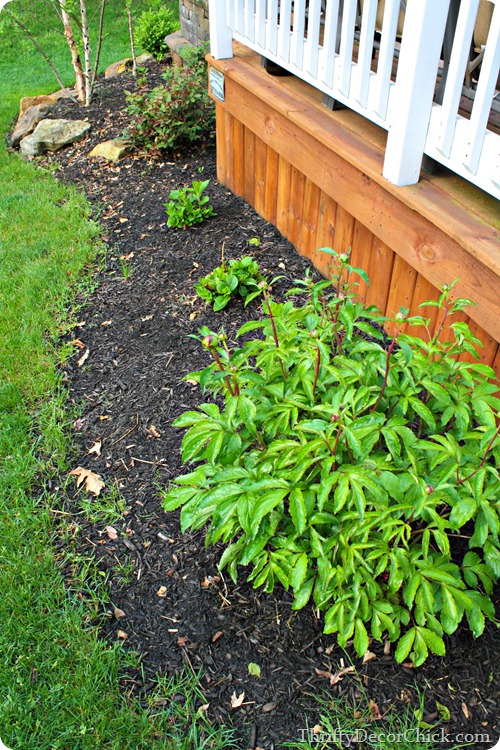 pruning hydrangea