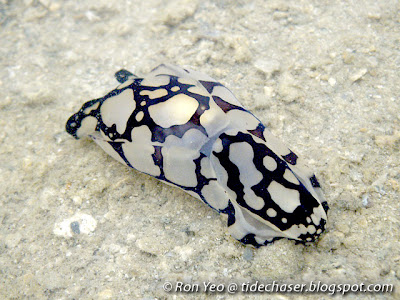 Pilsbry's Headshield Slug (Philinopsis pilsbryi)