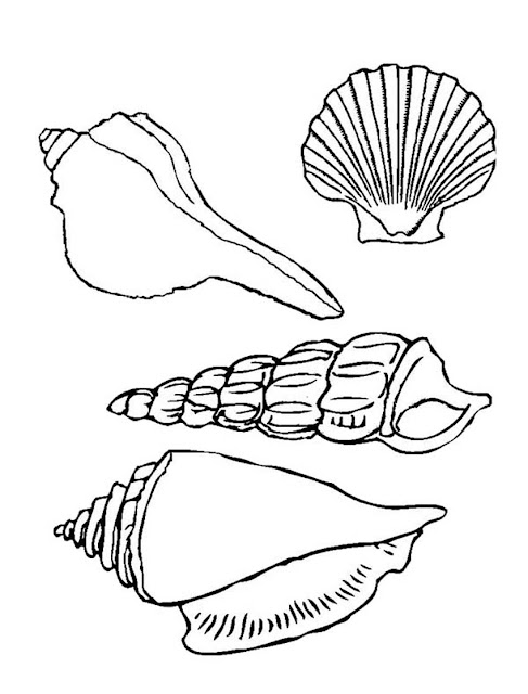 imagem de conchas para colorir