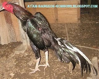 Ayam Bangkok Gombong