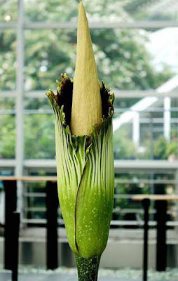  屍花 寄生植物 - 世界上最大型花種屍花 寄生植物