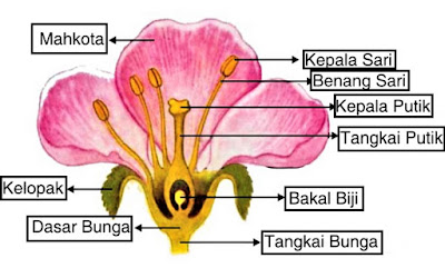 adalah bagian bunga yang memiliki fungsi penting bagi perkembangbiakan tumbuhan 7+ Fungsi Benang Sari pada Bunga