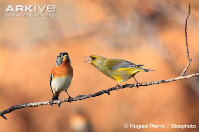 interactions Fringillidae birds