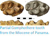 http://sciencythoughts.blogspot.co.uk/2016/03/partial-gomphothere-tooth-from-miocene.html