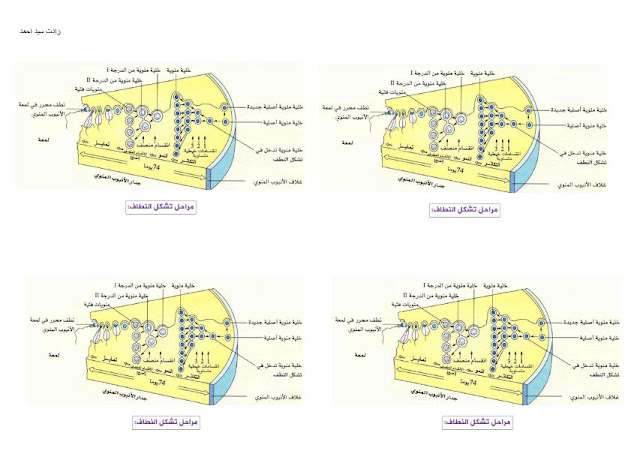 صور لتشكل النطاف جاهزة للطباعة علوم طبيعية للسنة الرابعة متوسط