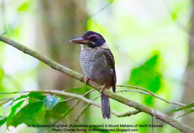 Scaly-breasted Kingfisher (Actenoides princeps)