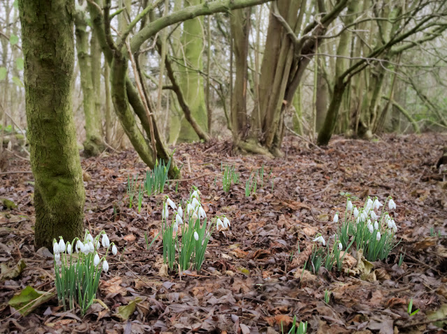 Clumps of snowdrops among leaf litter