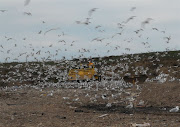 . interfere with air traffic around LaGuardia Airport after construction . (chouet landfill january )