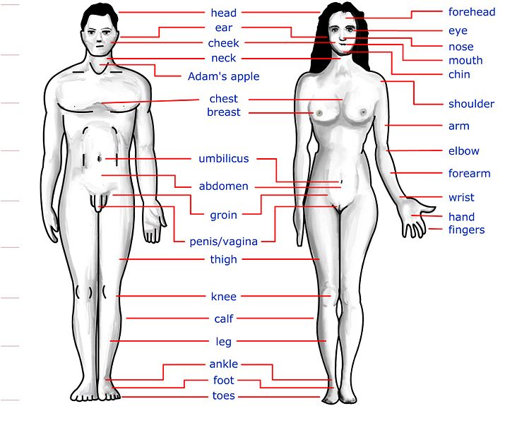 diagrams of human body. Human Body Muscle Diagram