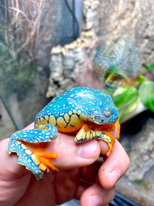 The Fringed Leaf frog or the Fringed Tree frog.