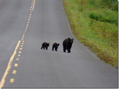 Three bears along Cassiar Highway, mama and two cubs