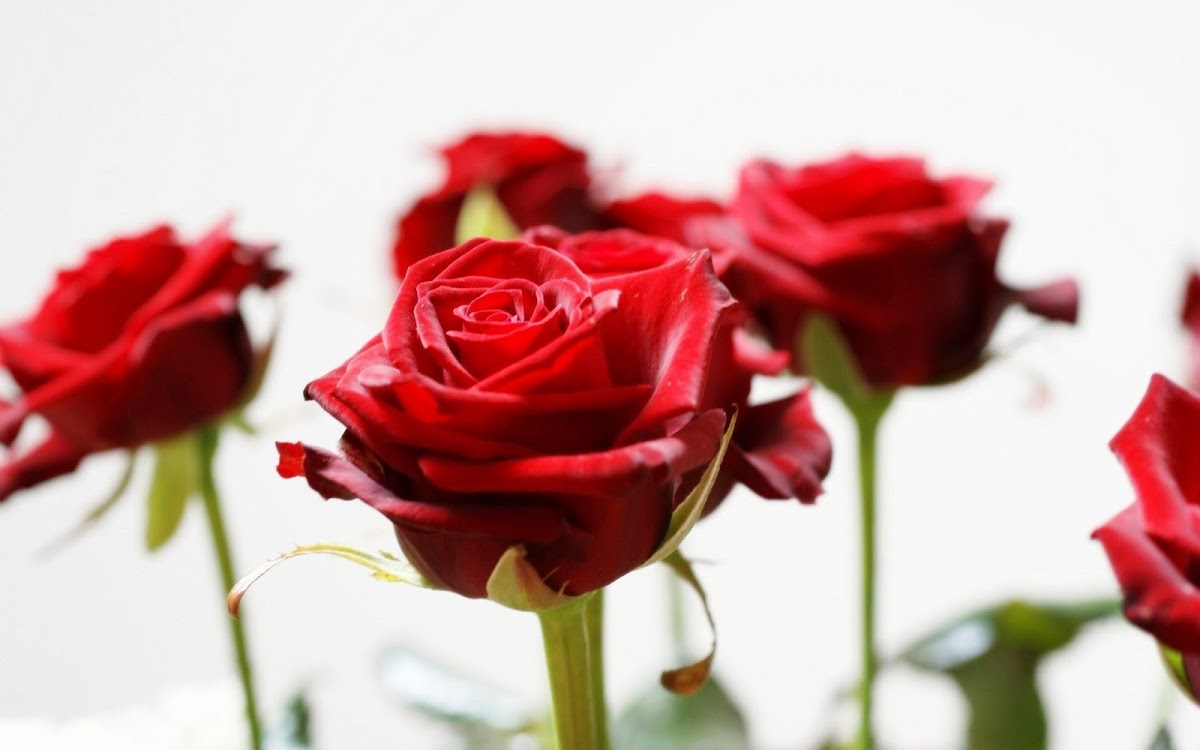 Red Rose Widescreen HD Desktop Backgrounds, Pictures, Images, Photos, Wallpapers 11