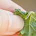 How to Proect Your Cabbage from Worm and Moth