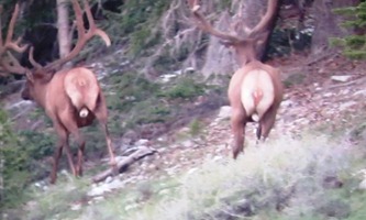 big bull 2