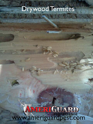 Drywood termites chewing wood