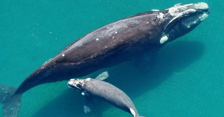 baleia franca austral sul