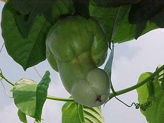 Vegetable Fruit Tree Nature Funny Photo Pictures Images