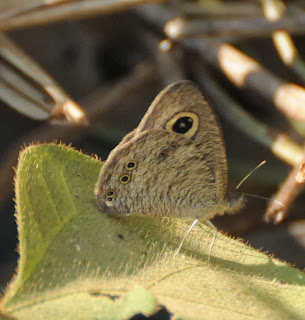 Common Five-Ring (Ypthima cf baldus)