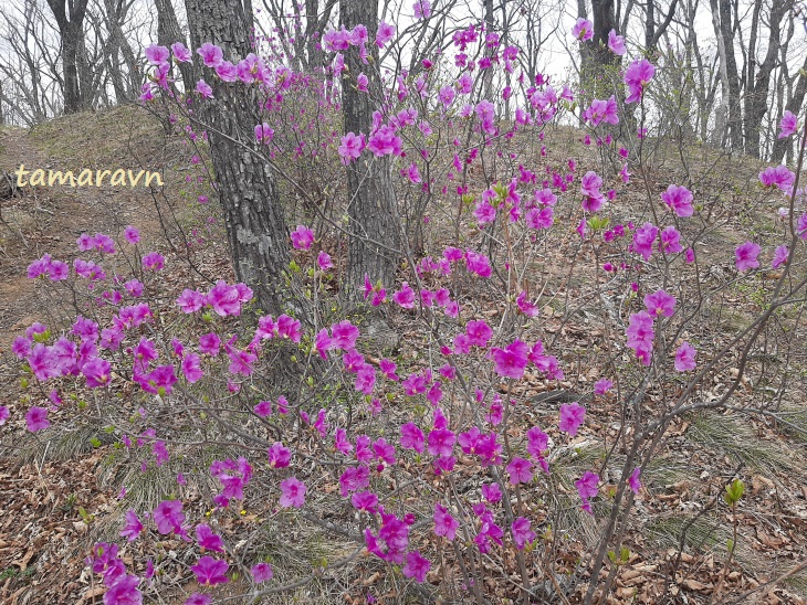 Рододендрон остроконечный (Rhododendron mucronulatum)