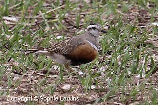 Dotterel