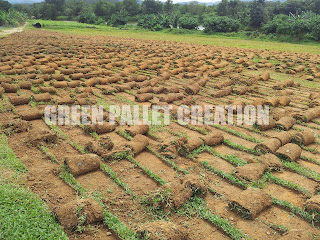 Green Pallet Creation (002123661-V): SUPPLIER FOR GRASS 