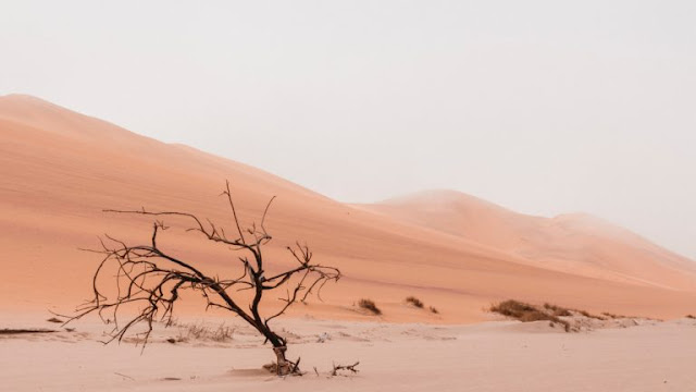 Desert Flora & Fauna