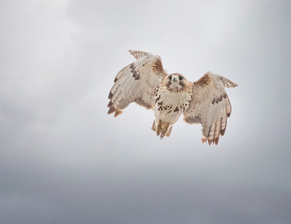 Christo, the resident red-tailed hawk of the East Village.