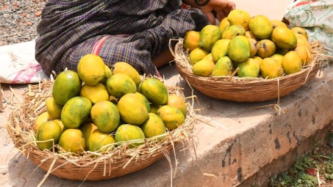 மாம்பழம் சாப்பிடுவதனால் கிடைக்கும் நன்மைகளும், அதன் சத்துக்களும்.