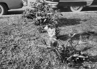 Carole Landis Grave 1948